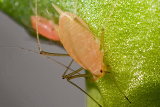 Illustration for article titled Emory Aphids